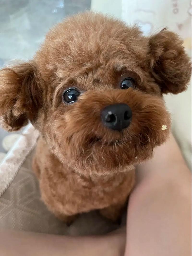 泰迪狗狗可以吃凉粉吗