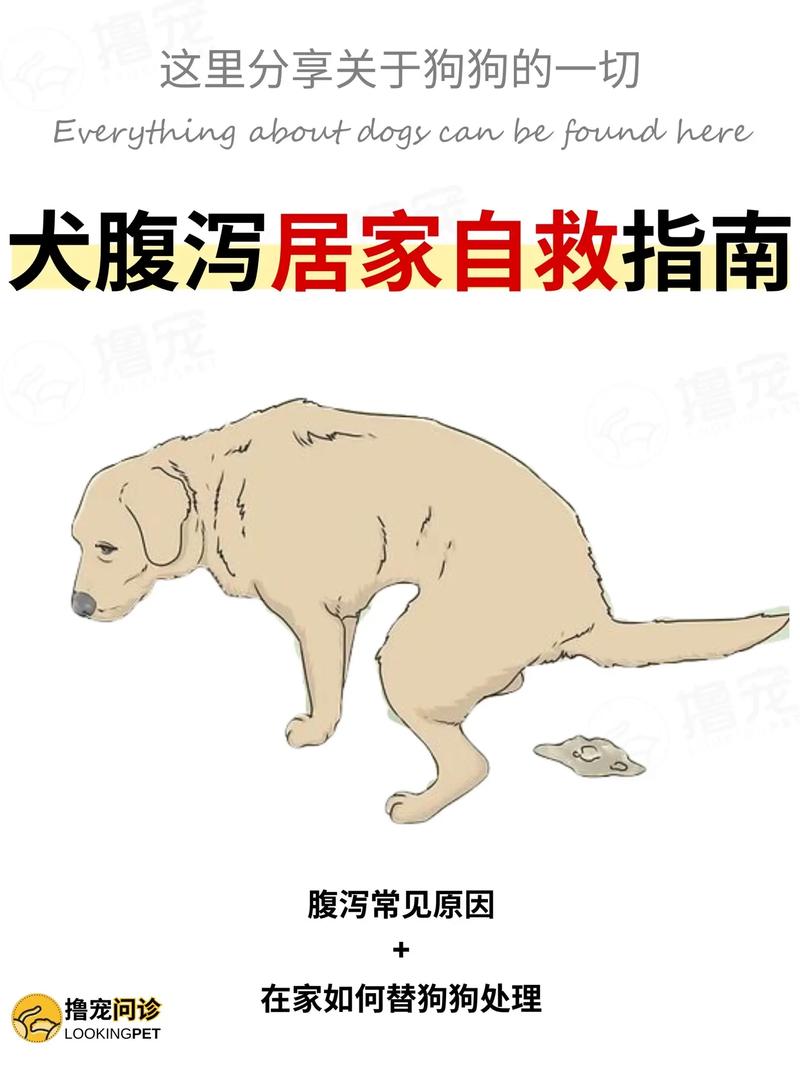 小狗拉肚子吃什么药好?