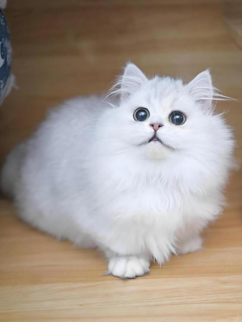 世界上最美的猫咪短毛猫眼睛迷人波斯猫全身雪白