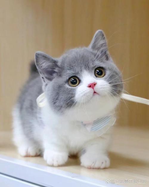 世界上最美的猫咪