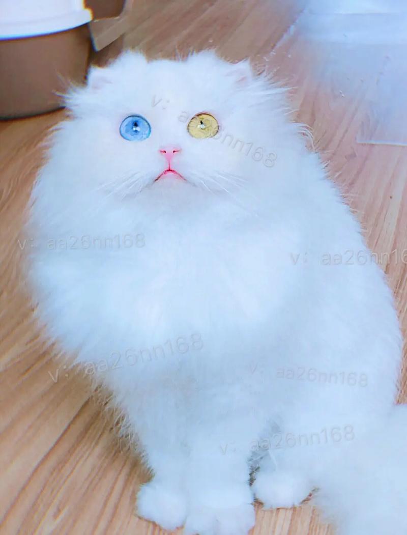 世界前十最美的猫盘点世界最美的猫是什么品种哪种猫咪最美