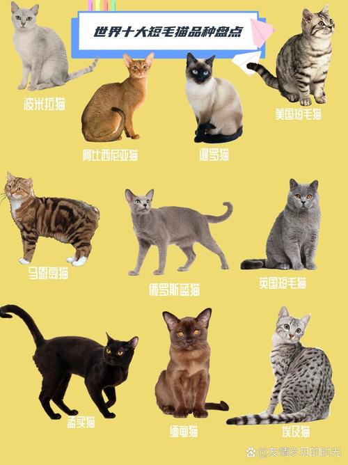 世界上最美的猫是什么品种排名前十的有哪些