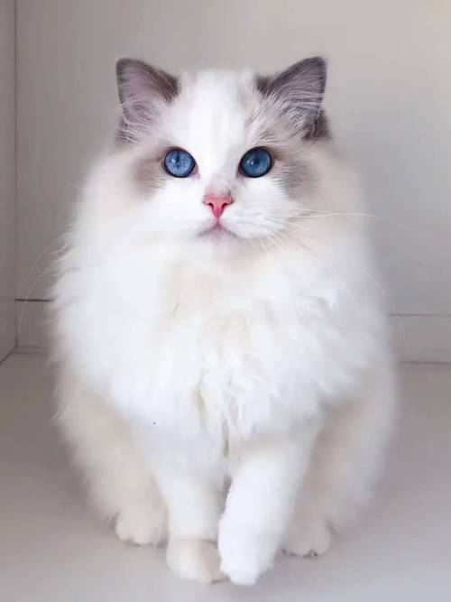 地球上10大最美的猫咪