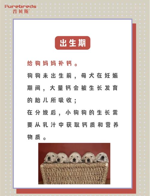 狗狗什么时候补钙比较好
