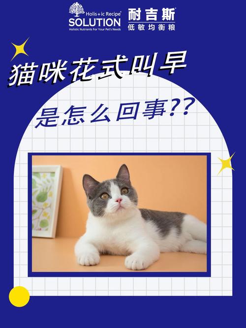 猫咪每天早上叫唤怎么办