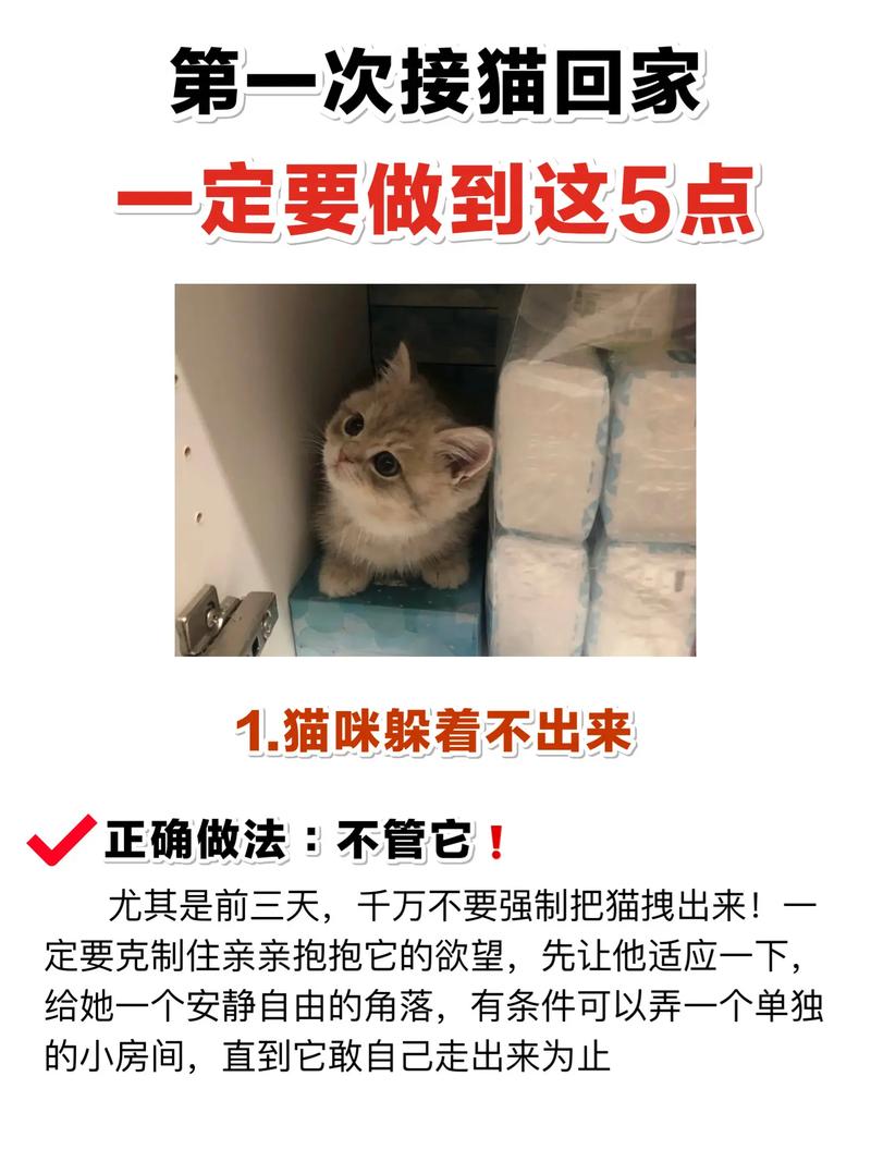 宿舍养猫,猫早上6点钟一直叫不停怎么办?
