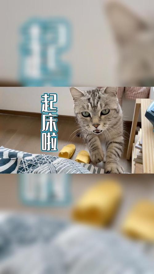 猫咪每天早上都叫唤