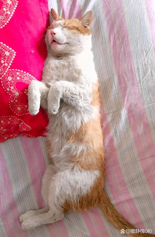 怎么防止猫咪每天早上叫唤