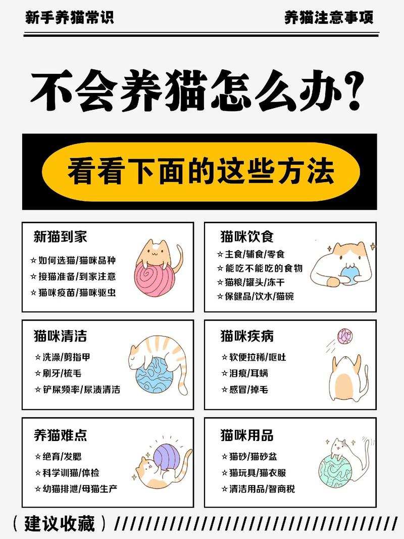 猫早上五六点叫怎么办