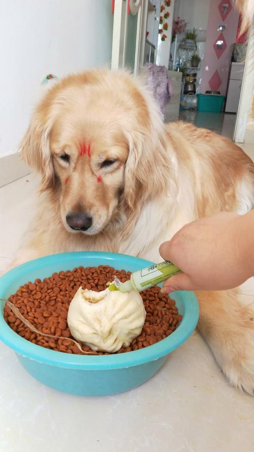 狗狗能吃芥末吗