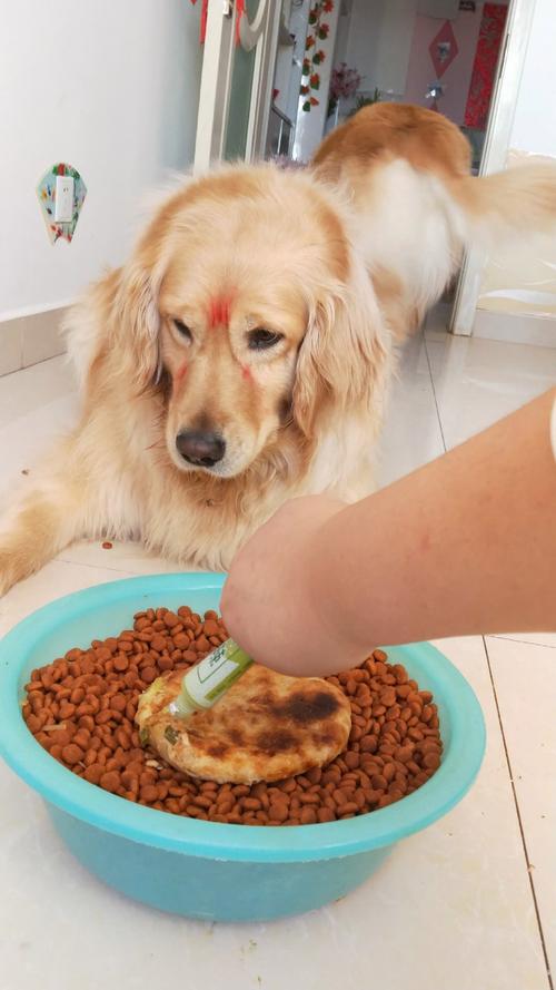 狗可以吃芥末吗