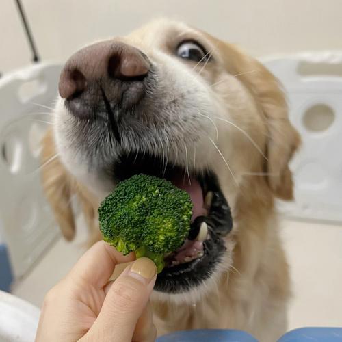 狗吃西兰花有什么好处