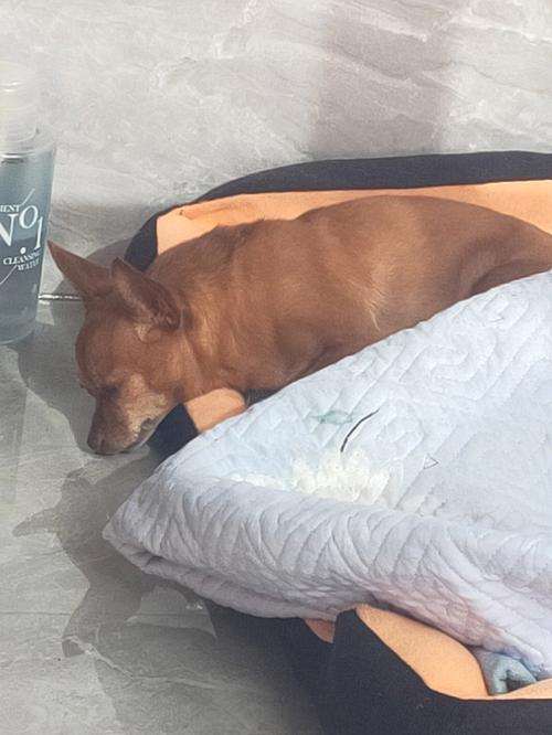 狗狗睡了床可以酒精消毒吗