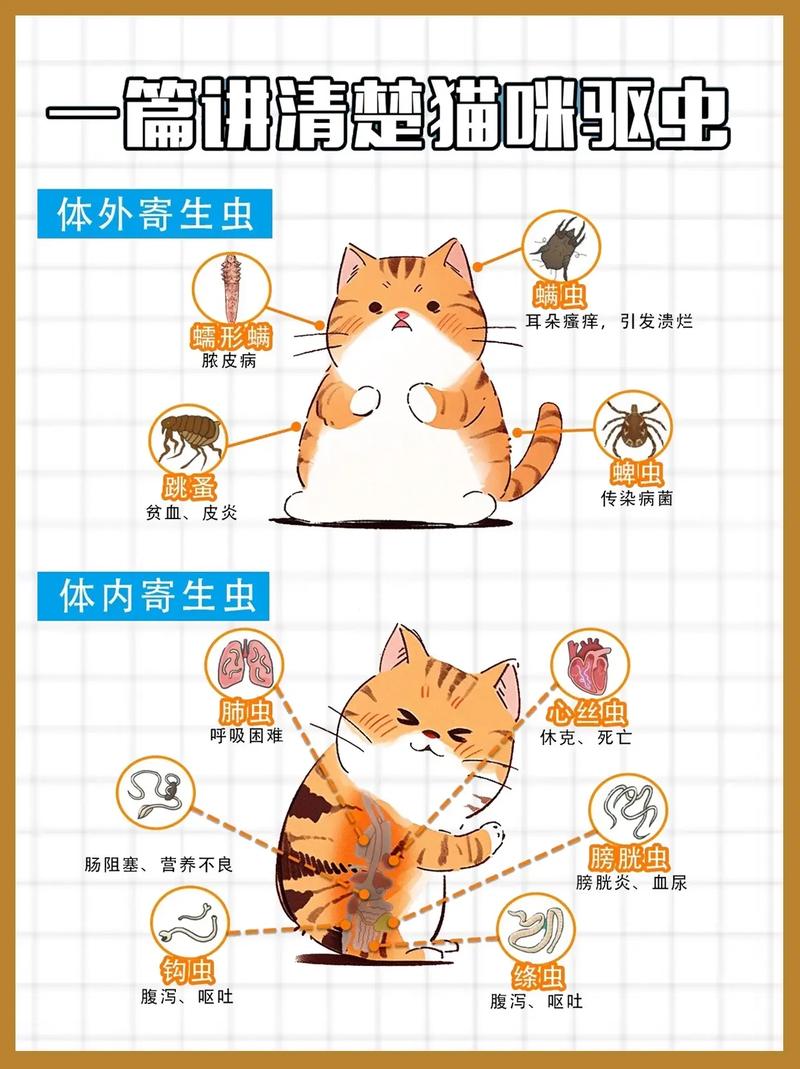 猫咪如何体外驱虫