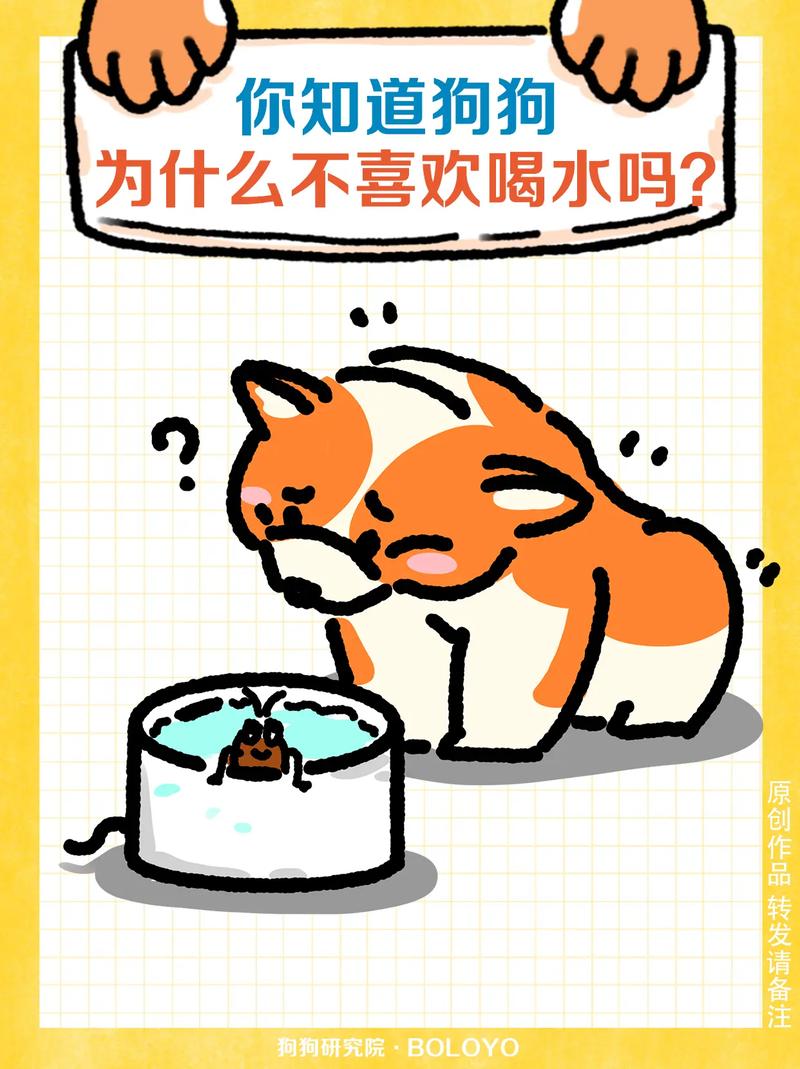 狗狗不爱喝水怎么办