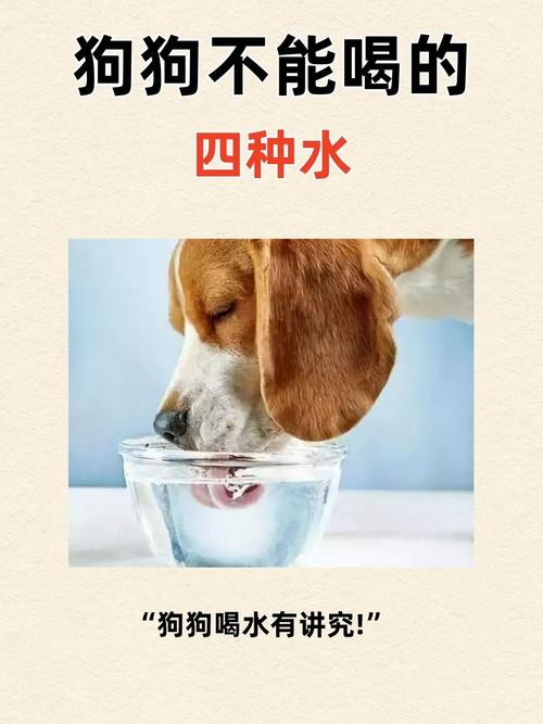 狗狗不爱喝水怎么办,狗狗不爱喝水妙招
