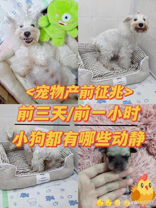 狗预产期怎么算
