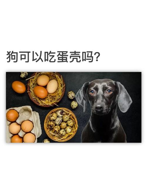 给狗狗吃鸡蛋壳可以吗