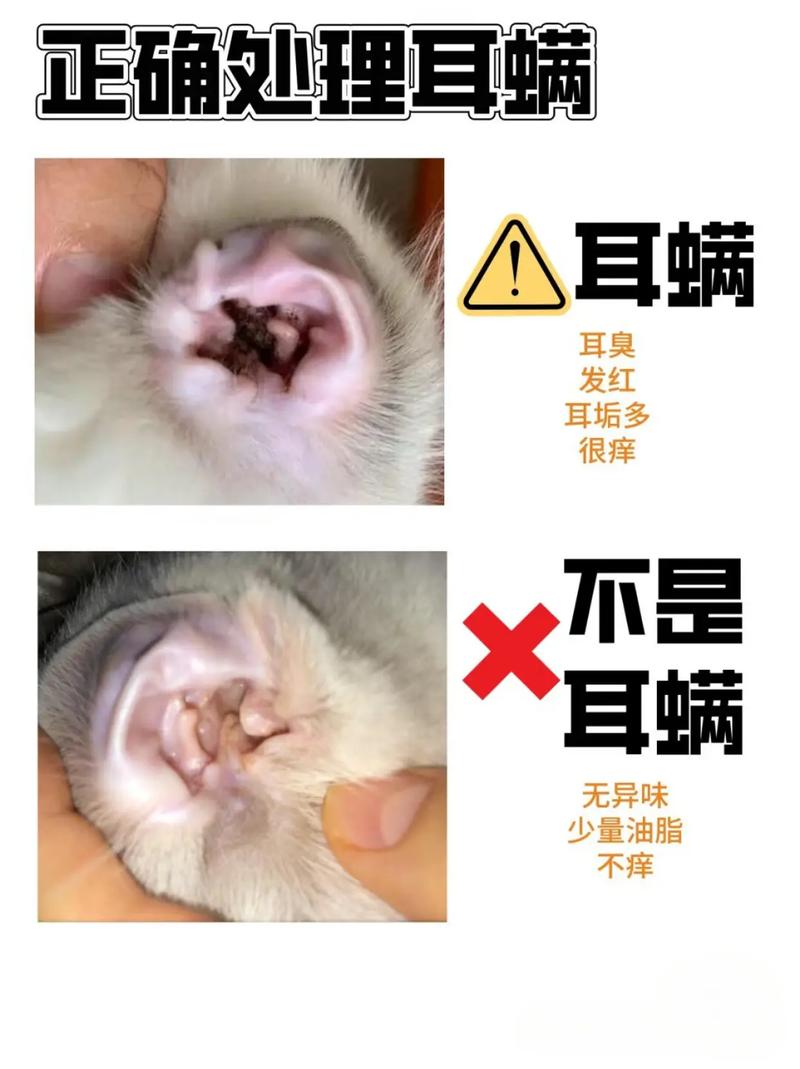 猫咪有耳螨怎么办?
