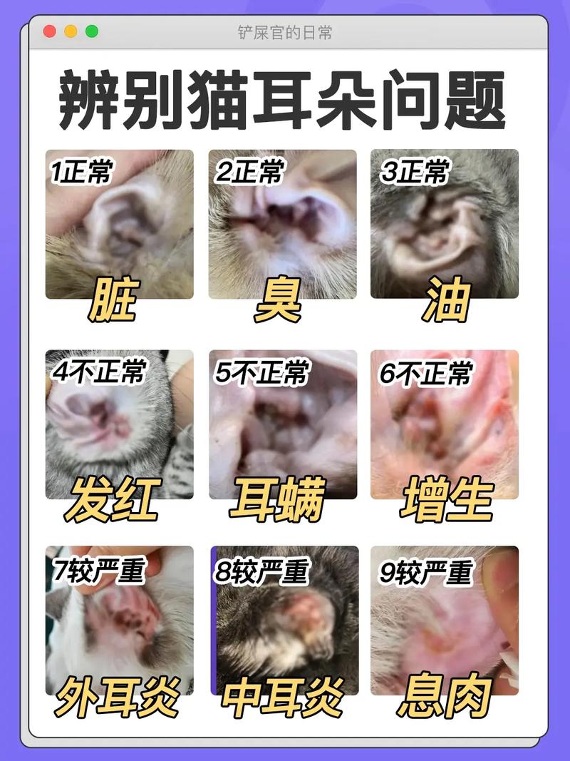猫咪耳螨怎么治疗?