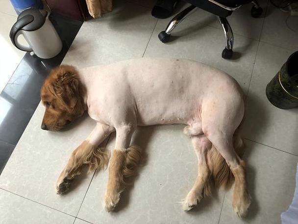 给狗狗剃毛的坏处