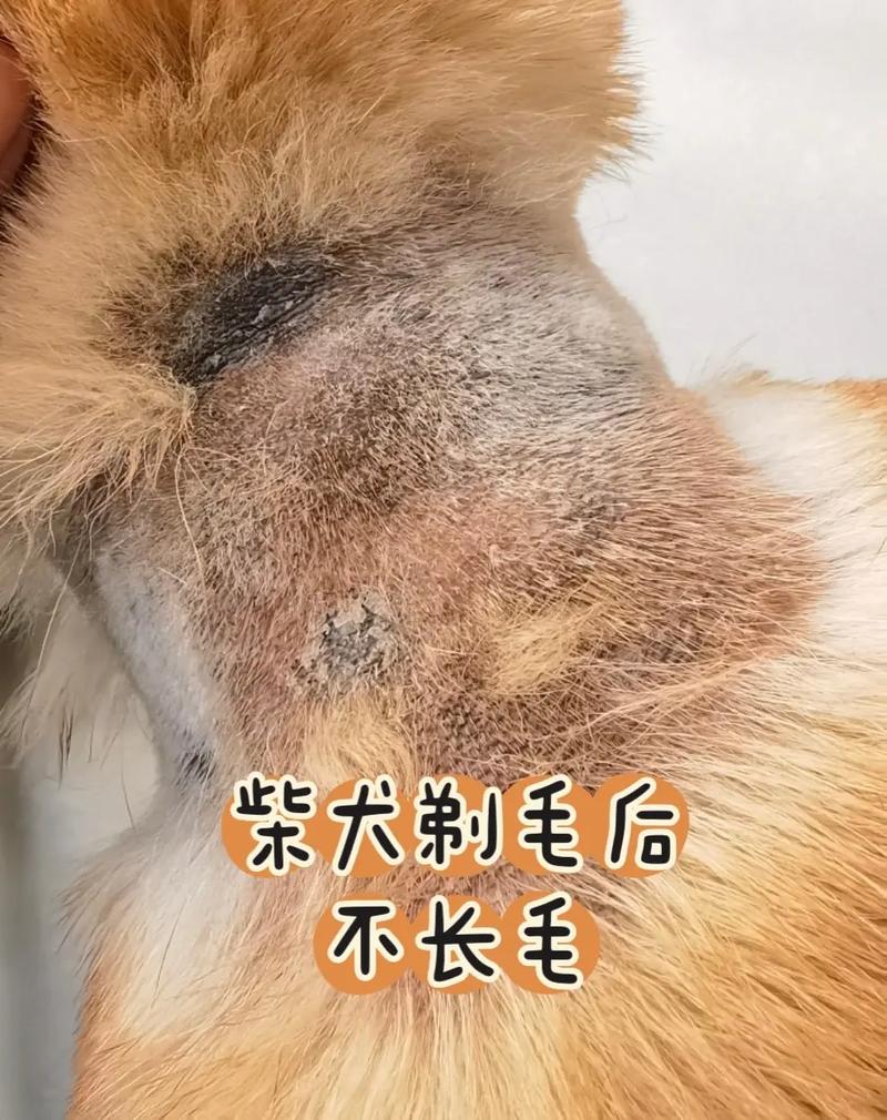 狗剃毛有什么危害么