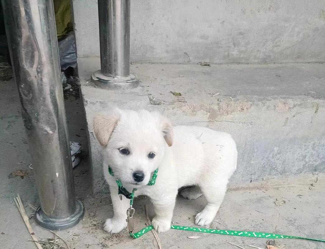 土狗几个月定型不长了