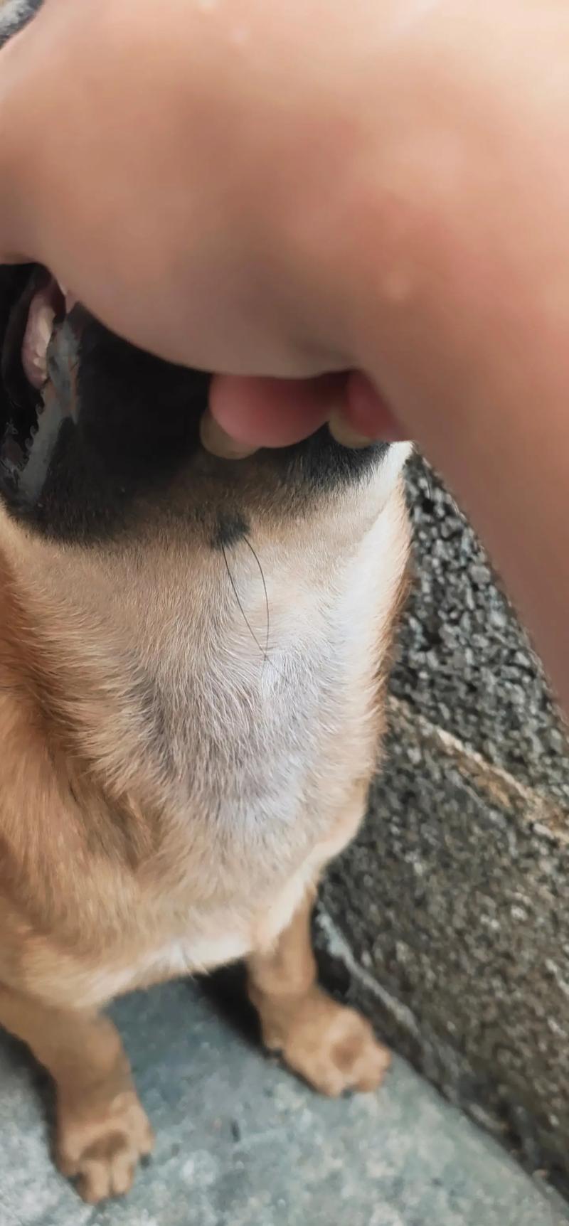 为什么狗狗都有胡子