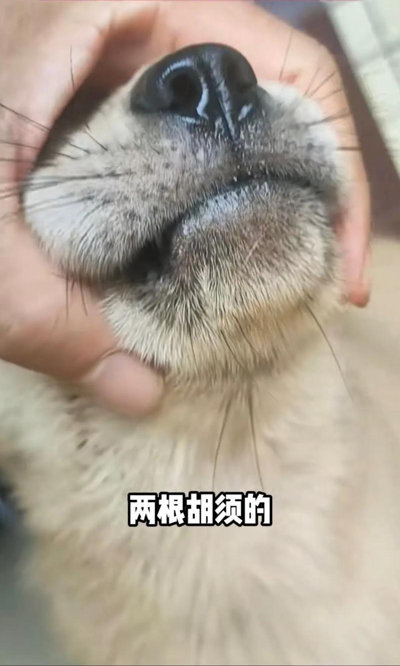 狗的胡子有什么作用