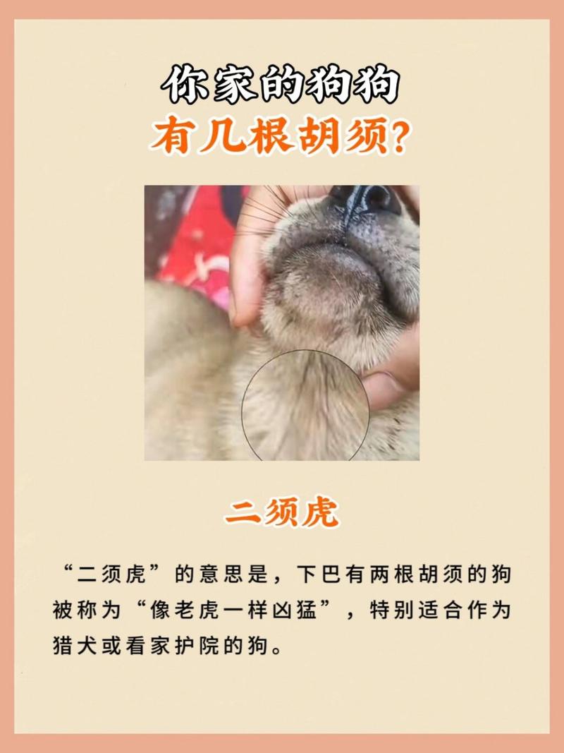 狗的胡子起什么作用