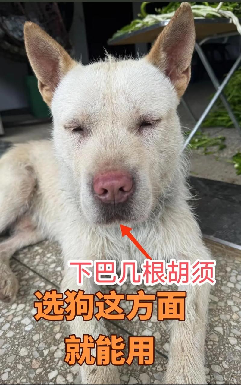 小狗胡子有什么作用?可以剪掉吗?