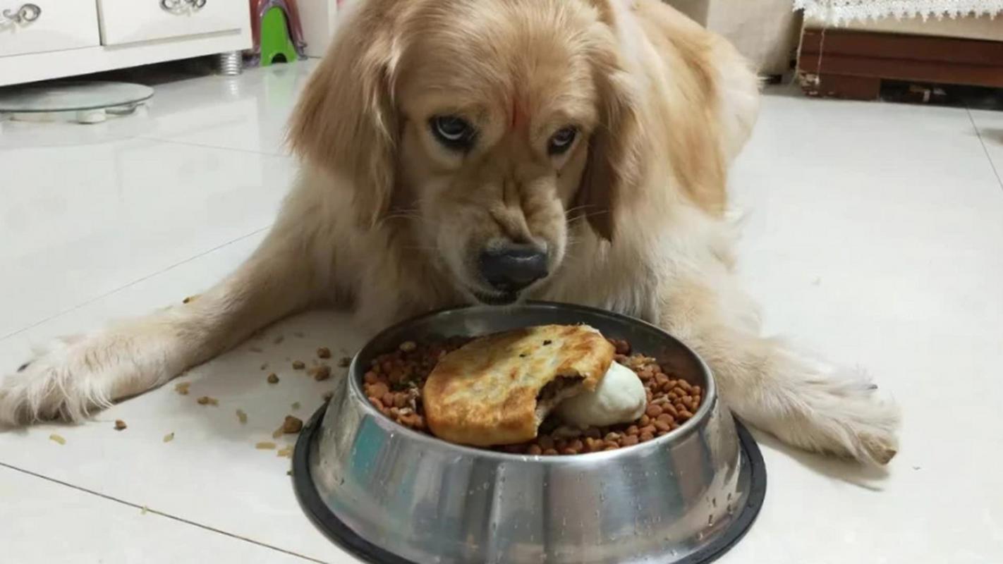 狗狗吃了癫安舒后食欲大增