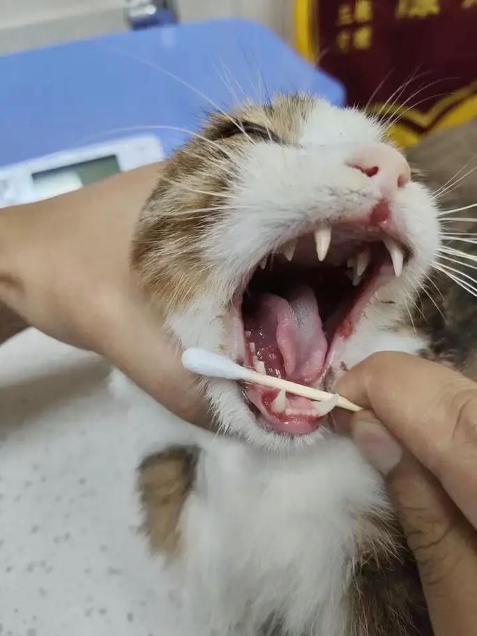 威尔士猫得了口炎怎么治疗?