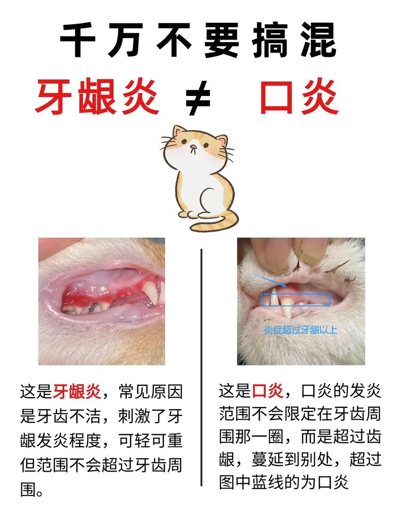 猫咪口炎的症状和处理方法