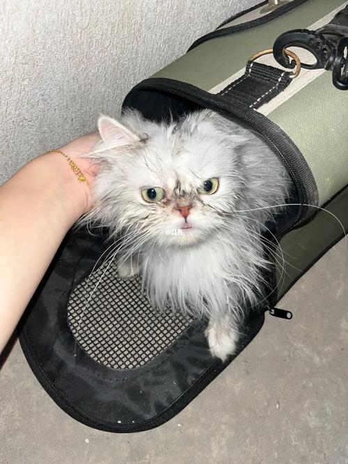 金吉拉得了口炎该怎么治疗?