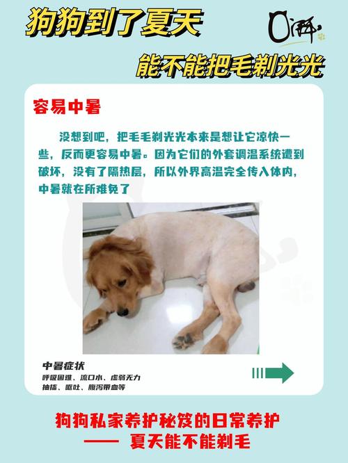 如何给狗狗剃除脚底多余的毛发?