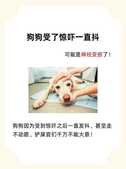 狗狗受到惊吓后怎么才能让它恢复?