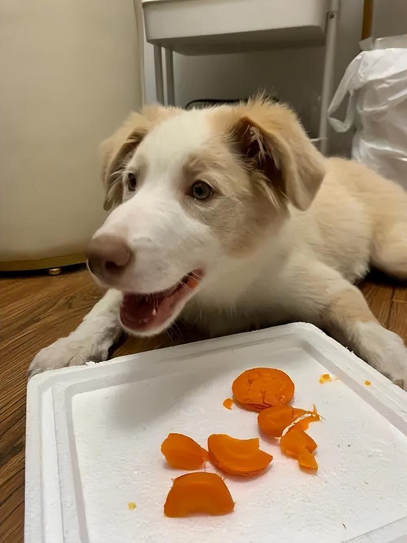 八个月大的边牧可以生吃胡萝卜吗