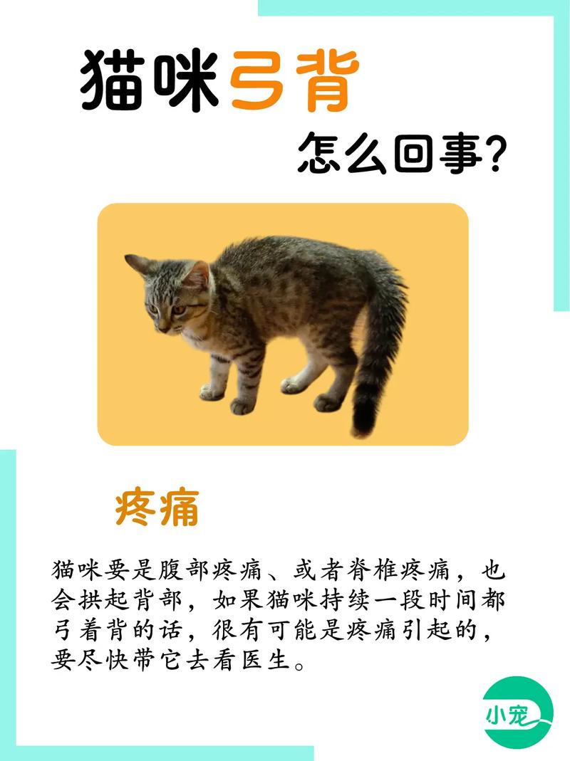 母猫为什么会弓着背走路