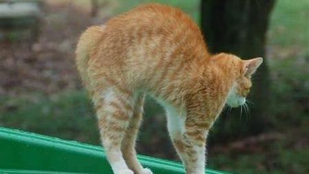 宠物猫在什么情况下会弓背行走?