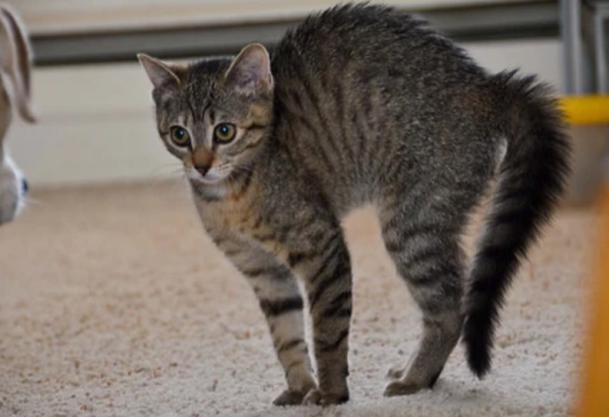 金渐层弓着背走路是什么原因?