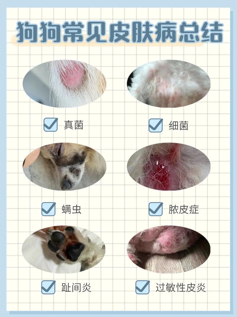 狗狗皮肤溃烂是什么原因?