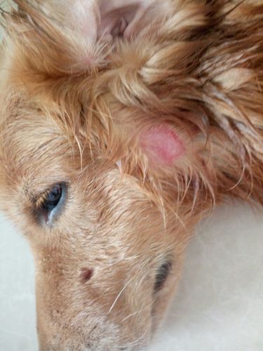 狗狗脸部溃烂,烦请专业人士告知一下原因及处理方法