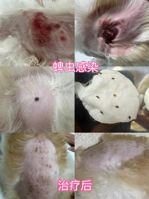 狗狗身上为什么爱有蜱虫