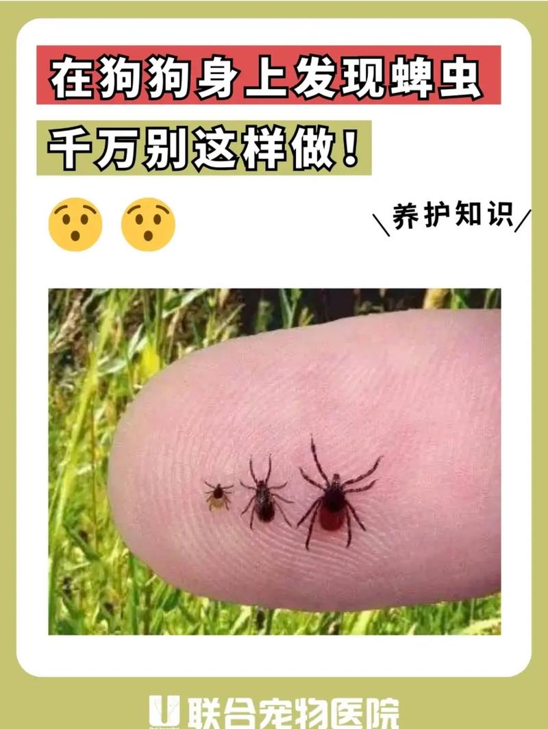 为什么狗狗身上蜱虫密密麻麻的