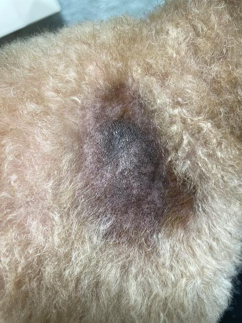 狗狗为什么全身长黑斑块