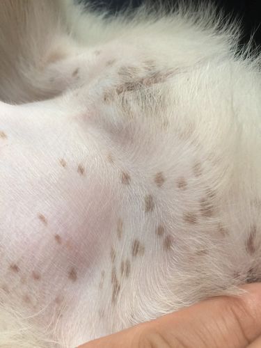 狗年纪大了身上长黑斑