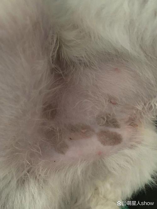 狗狗身上长黑斑是为什么?