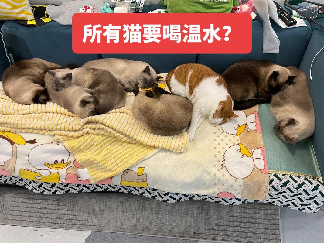 猫咪不能喝温水吗?
