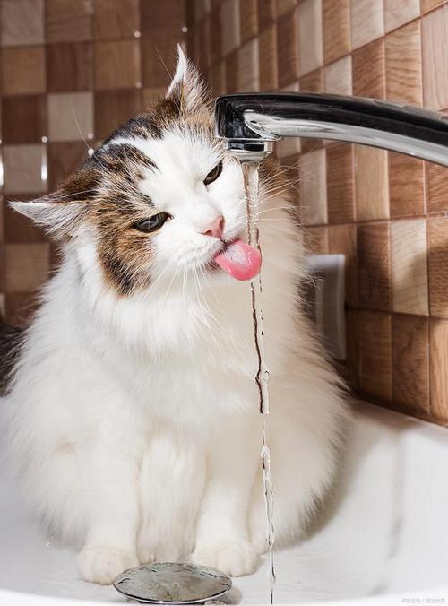 猫能不能喝温水